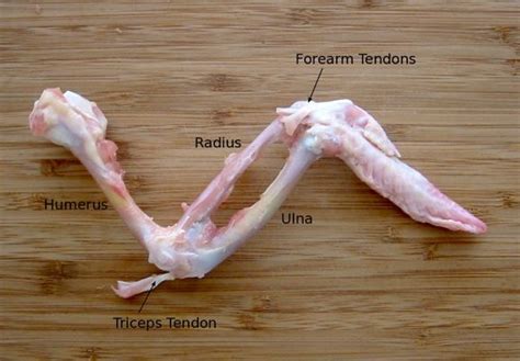 Dissecting A Chicken Wing Human Body Science Body Systems Life Science