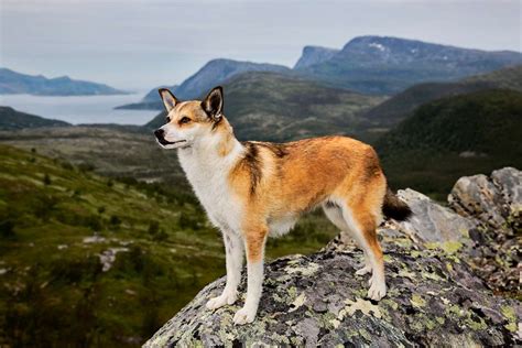 Story Behind The Shot The Dogs Of Norway The Dodo