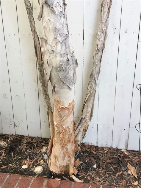 Identification Name Of Southern California Tree With A Peeling Bark