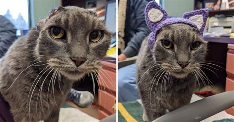 When jennyanydots is showing the marching roaches to the other cats, the roaches suddenly appear on the table despite not being there in opening weekend usa Rescue Cat Finds A New Home Thanks To Adorable Crocheted ...