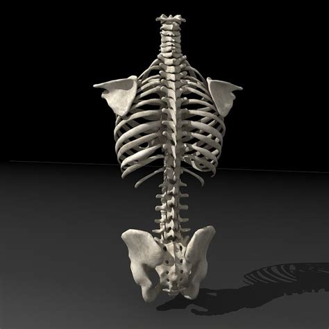 Human Torso Skeleton 3d 3ds
