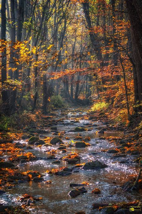 🇩🇪 Ecker River In Autumn Harz Mountains Germany By Michael Lumme 🍂