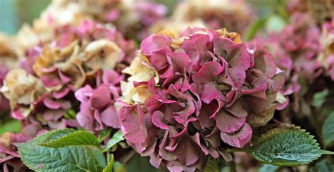 Wat is een hortensia bloeier? Hortensia Snoeien | 4 Belangrijke Najaarstips | Goodgardn
