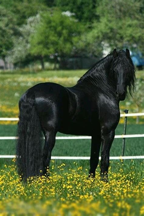 pin  rose beckner  caballos horses black horses  beautiful horses