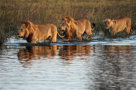 North Island Okavango Okavango Delta