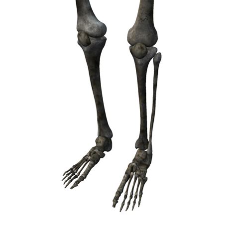 Human Skeleton Ma