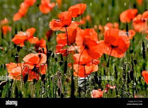 Poppies High Resolution Stock Photography And Images Alamy