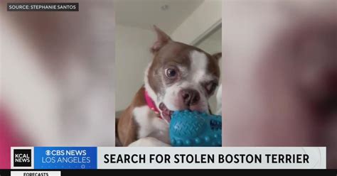 Owner Reunited With 11 Year Old Boston Terrier Named Stella After Pup