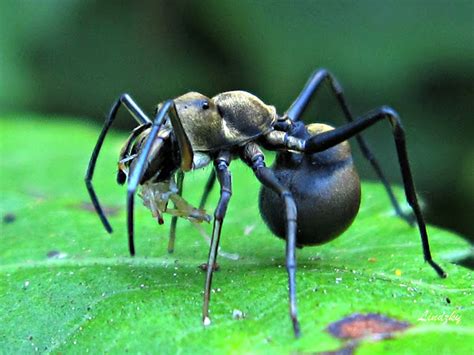 Giant Ant Mimicking Spider Project Noah