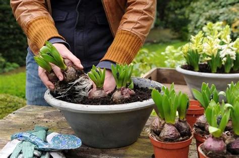 Potted Bulbs Make For Easy Spring Planting The Denver Post