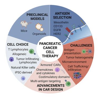 The Next Wave Of Cellular Immunotherapies In Pancreatic Cancer