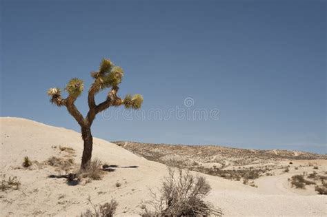Sand Dunes With One Joshua Tree And The Blue Sky Stock Photo Image Of