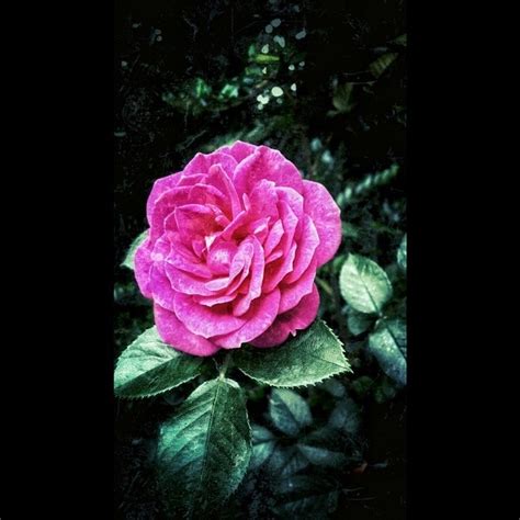 Beautiful Pink Rose Pictures Photos And Images For Facebook Tumblr Pinterest And Twitter
