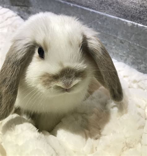 It's funny to watch holland lops on the show table. Holland Lop Rabbits For Sale | Hermitage, TN #309885