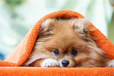 Pomeranian Pom Dog Breed Information Facts And Faqs 2018 Edition