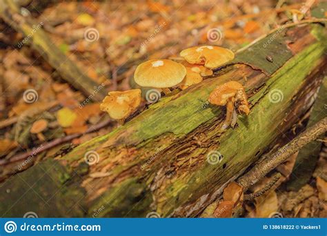 Close Up Of Wild Mushrooms Growing On A Rotting Tree Trunk