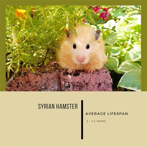Hamster Lifespan Everything You Need To Know
