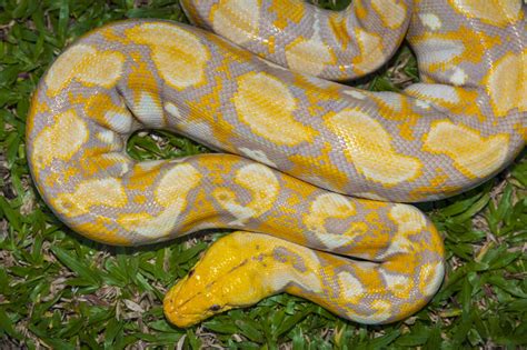 Burmese Python Snake Facts Riset