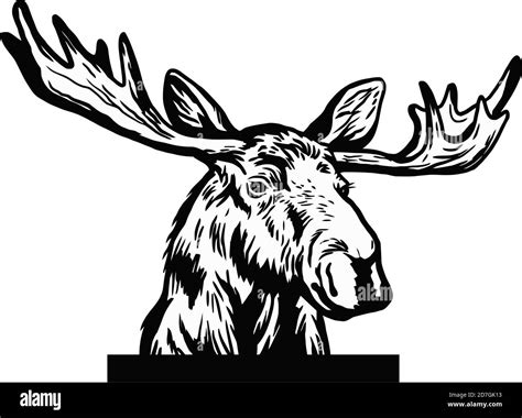 Peeking Moose Head Original Black White Hand Drawn Pen Art Illustrated