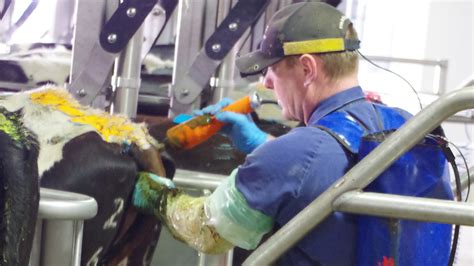 Pregnancy Testing Cattle Dairy Australia