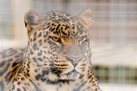 Indian leopard - ZooChat