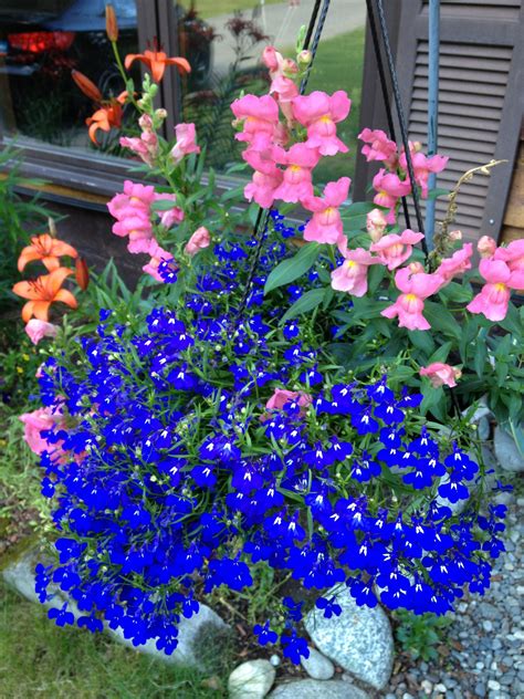 Flowers by louise, a leading flower shop in wasilla, is proud to offer a wide assortment of handcrafted bouquets, unique gifts and the most beautiful fresh flowers for any occasion. Pin by Susan Burns-Barber on Flowers And Gardens | Amazing ...