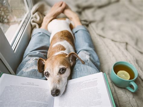 9 Heartwarming Dog Memoirs Celadon Books