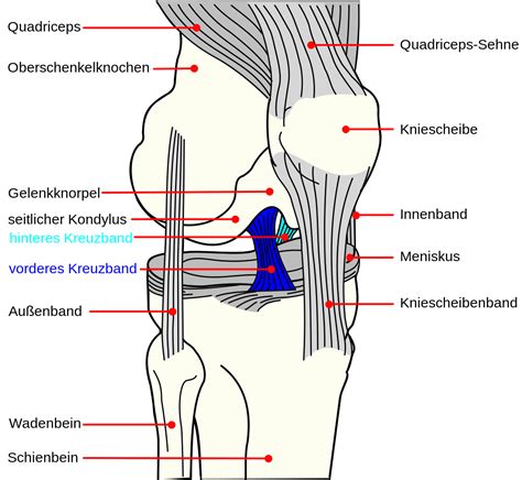 Distinguish between tendon and ligament. File:Knee diagram-de ACL PCL.svg - Wikimedia Commons