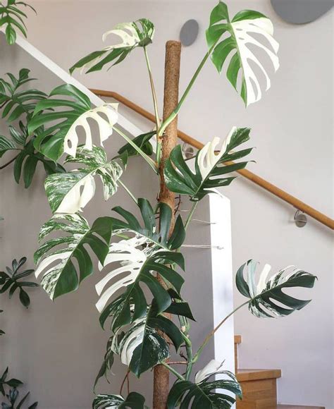 Mesmerizing Monstera Varieties For Indoor Plant Enthusiasts