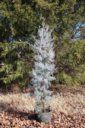 Cedar trees stock images from offset. Blue Ice Arizona Cypress Buy Online, Best Prices