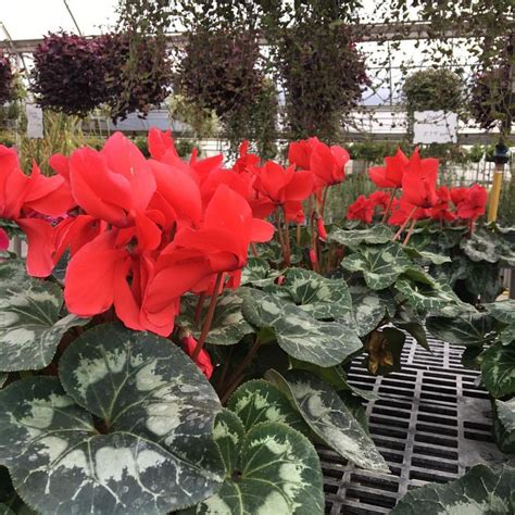 Beautiful Red Cyclamen What Gorgeous Indoor Flowering Plants Follow