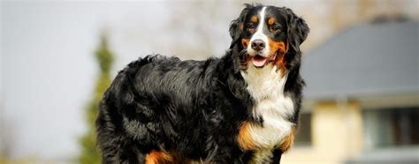 Bernese Mountain Dog Breed Facts And Temperaments Pet Side