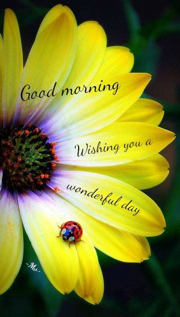 Good Morning Wishing You A Wonderful Day Flower Quote Pictures Photos