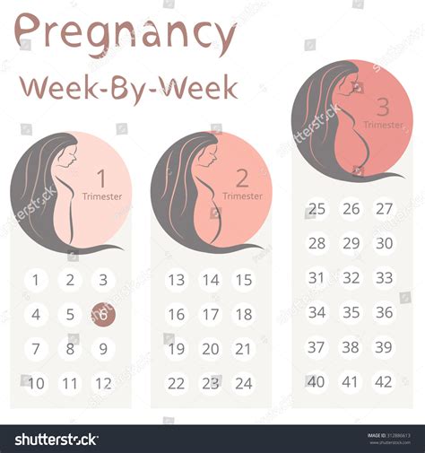 Pregnancy Week By Week Calendar Trimesters Vector De Stock Libre De Regalías 312886613