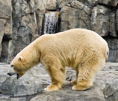 Polar Bear Ursus Maritimus Alaska Zoo Anchorage