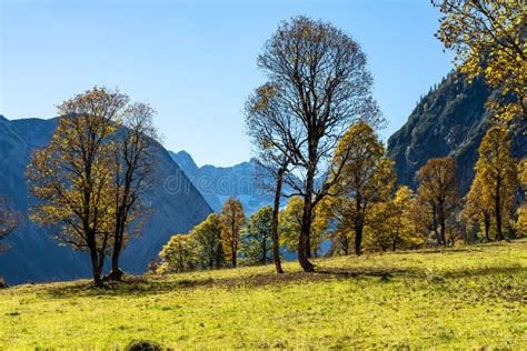 Maple Trees At Ahornboden Karwendel Mountains Tyrol Austria Stock