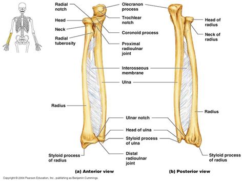 Radius And Ulna Human Anatomy And Physiology Anatomy Bones Physiology