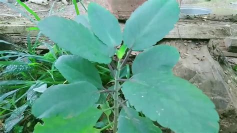 Katakataka Leaves Health Benefits Lifeplantmiracle Plant Youtube