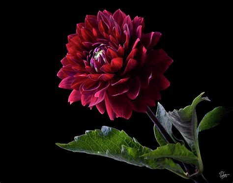 Black Dahlia Photograph By Endre Balogh