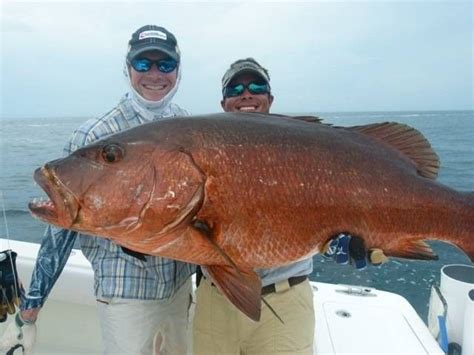 The Cubera Snapper Is A Species Of Snapper Native To The Western