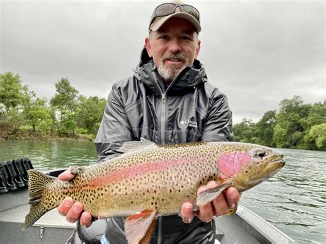 Sacramento River Lower Fish Report Sacramento River Lower Big