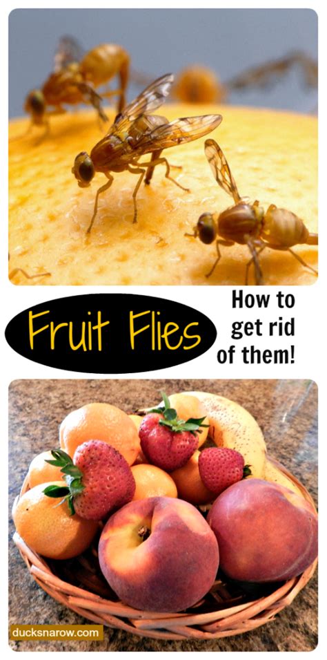 How To Get Rid Of Fruit Flies Naturally Ducks N A Row