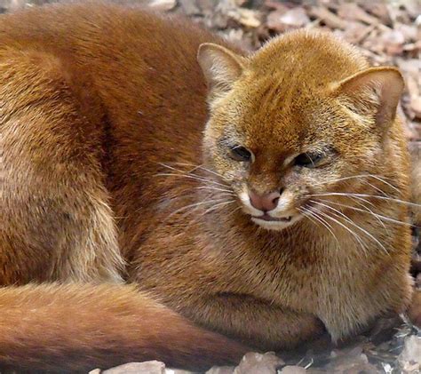 The Jaguarundi Also Called Eyra Cat Is A Small Sized Wild Cat Native