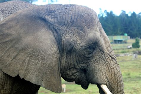 Download Free Photo Of Elephantpachydermgreyanimalzoo From