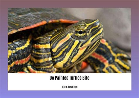 Do Painted Turtles Bite Unveiling The Truth About Painted Turtle Behavior