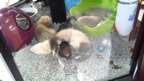 Because ferrets are very playful animals, they enjoy playing with toys. FERRETS AT PETSMART!!! - YouTube