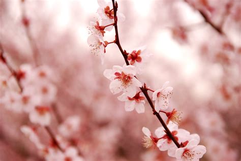 Pink Cherry Blossom Leaves On Branch In Close Up Photography During