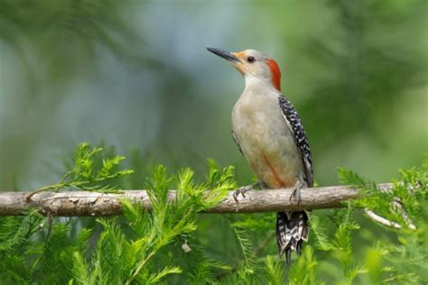 All About The 7 Stunning Woodpeckers In Tennessee Id Guide And Photos