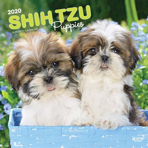 Odkryj litter shitzu puppies stockowych obrazów w hd i miliony innych beztantiemowych zdjęć stockowych, ilustracji i wektorów w kolekcji shutterstock. Unlocked: Yorkie X Shih Tzu Puppies For Sale