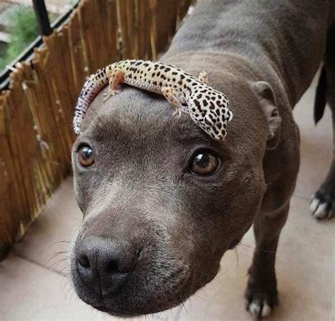 A Cute Dog With A Lizard On Its Head Myconfinedspace